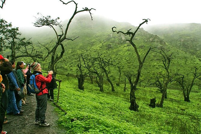 Hiking in Lima, Lomas De Lachay - Booking and Traveler Resources