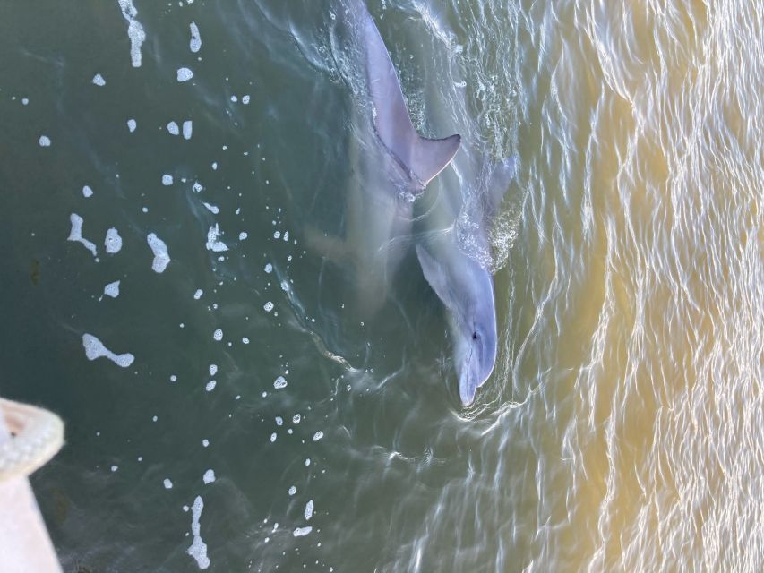 Hilton Head Island: 90-Minute Dolphin & Nature Tour - Common questions