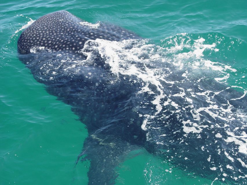 Holbox: Whale Shark Encounter and Marine Adventure - Beach Relaxation