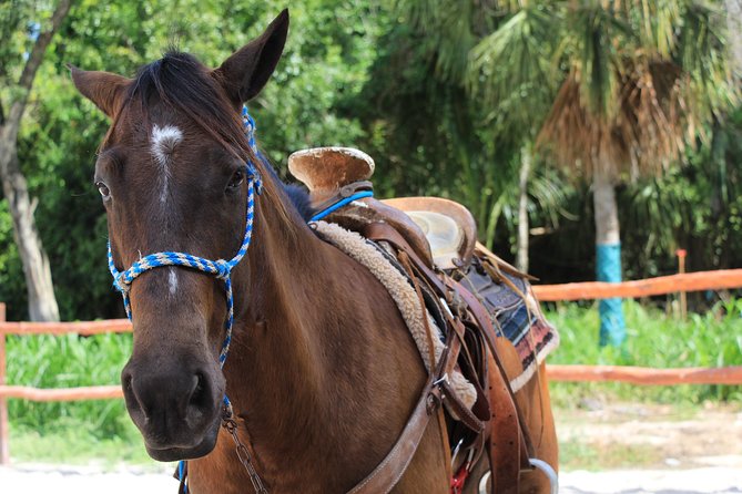 Horseback Riding and Cenote Swim From Cancun or Playa Del Carmen - Customer Reviews