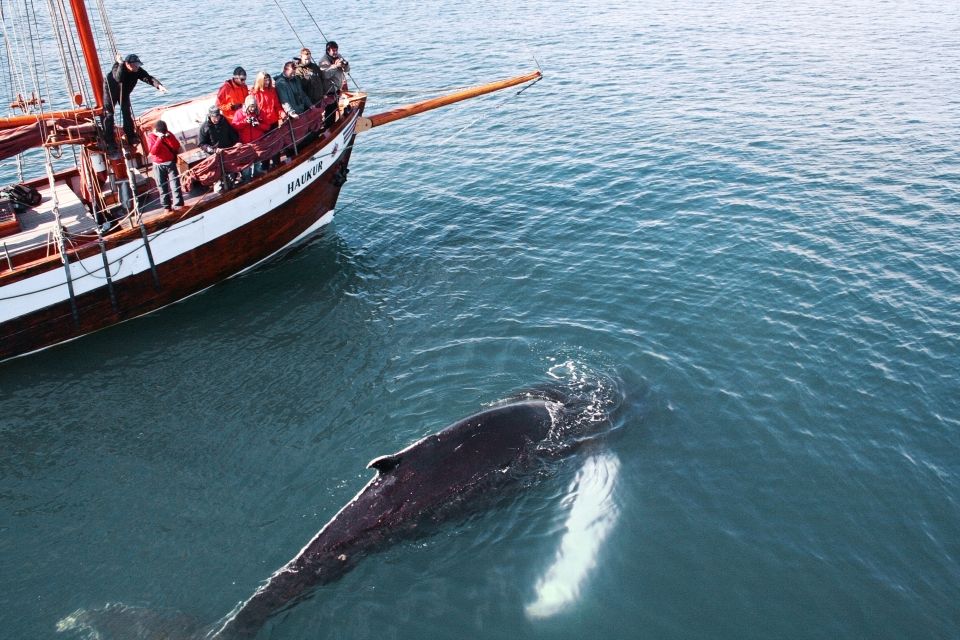 Húsavík: Whale Watching by Traditional Wooden Sailing Ship - Last Words