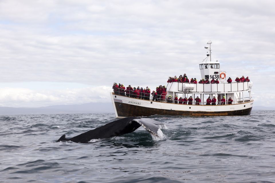 Húsavík: Whale Watching on a Carbon Neutral Oak Boat - Operator Information