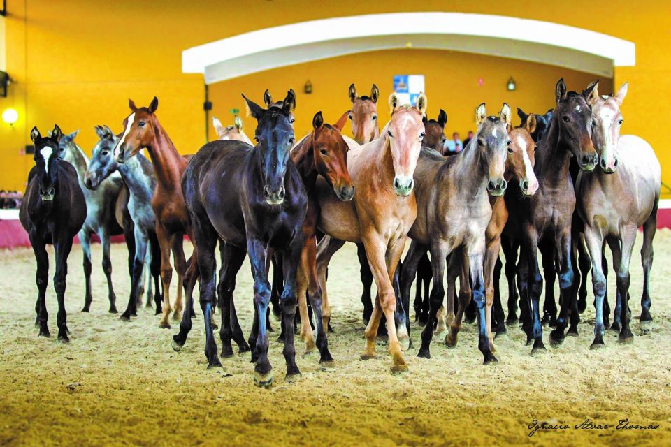 Jerez: Cartuja Stud Farm Carthusian Horses Tour - Last Words
