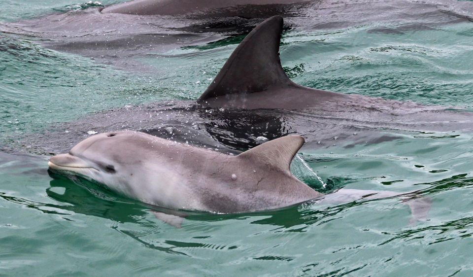 Jervis Bay: 1.5-Hour Dolphin Cruise - Common questions