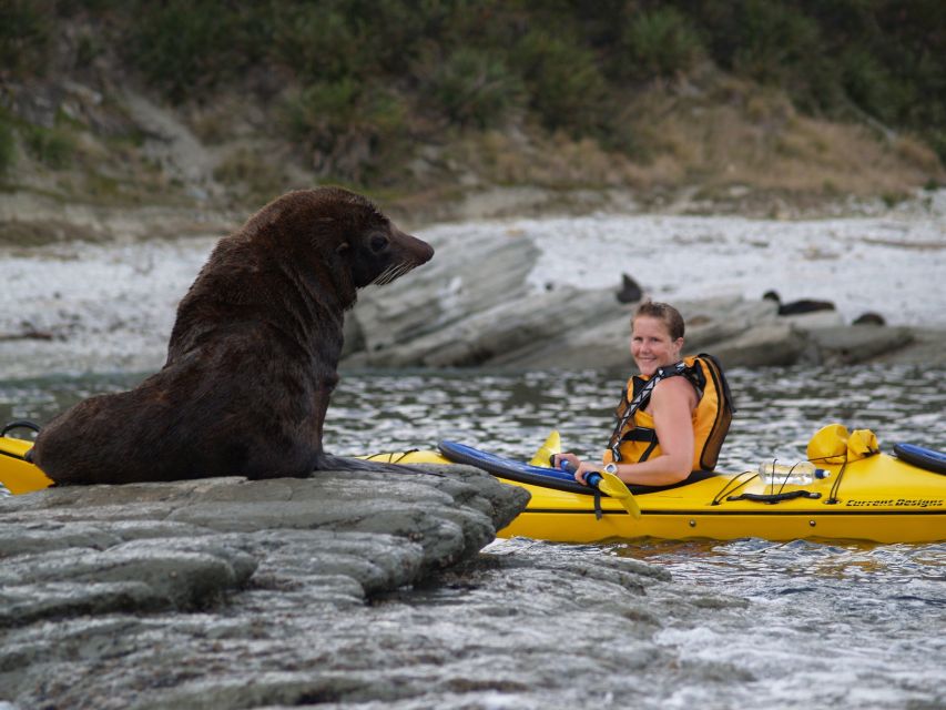 Kaikoura: Half-Day Wildlife Kayaking Tour - Memorable Experience and Benefits