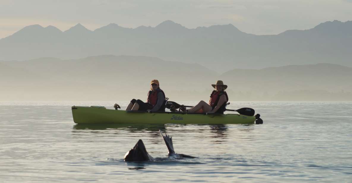 Kaikoura: Seal-Watching Pedal Kayak Tour - Equipment Included