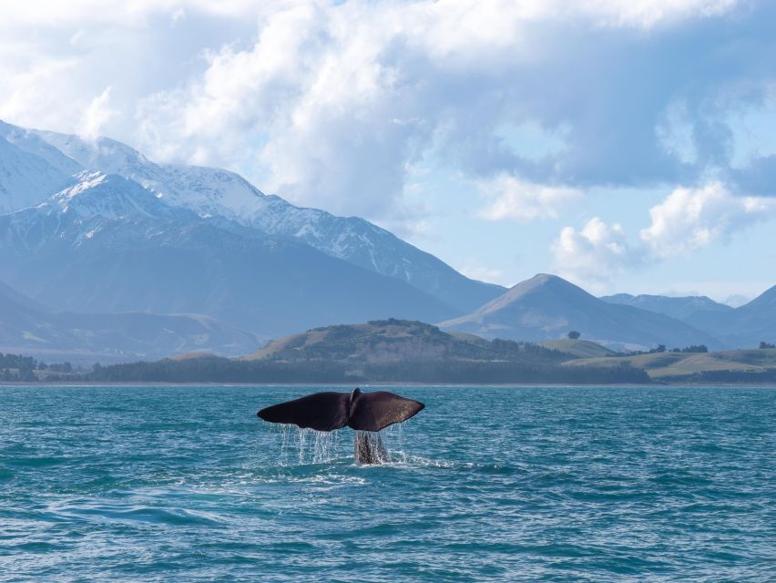 Kaikoura: Whale Watching Cruise - Common questions