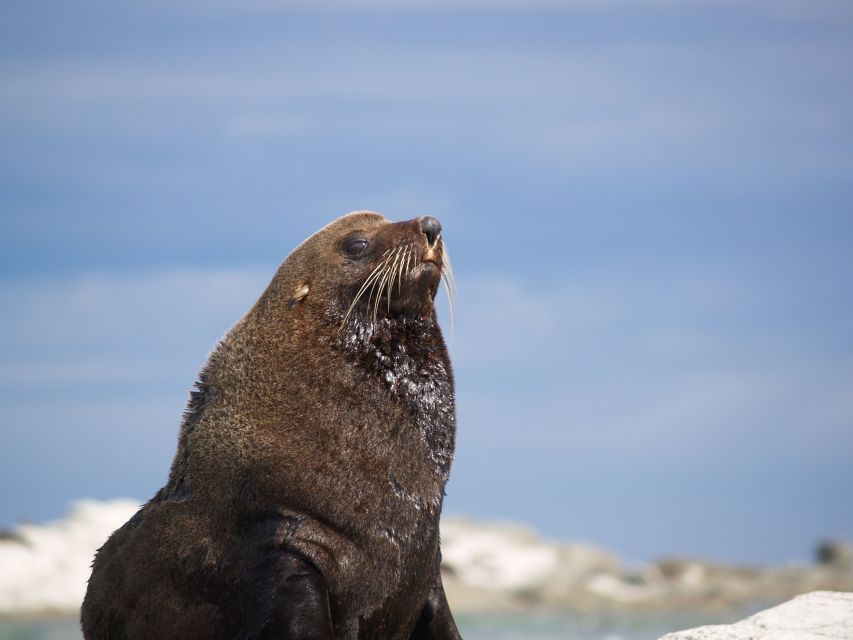 Kaikoura: Wildlife Kayaking Tour at Sunset - Last Words