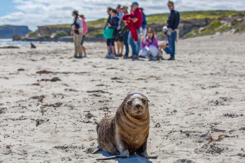 Kangaroo Island Full Day Experience by Ferry Including Lunch - Common questions