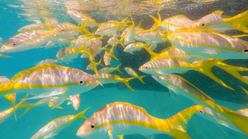 Key West: 3-Hour Coral Reef Snorkeling - Last Words