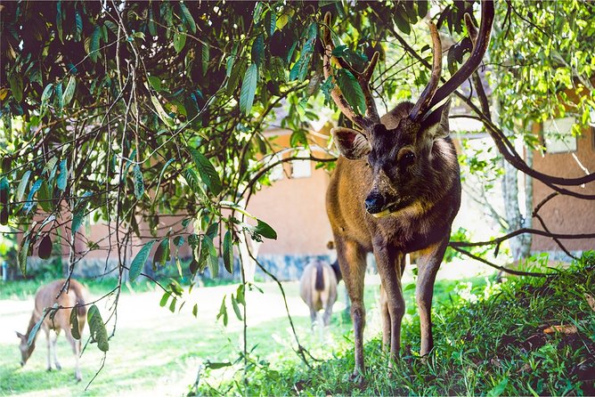 Khao Yai Bat Caves & Night Safari Adventure 3D/2N - Last Words