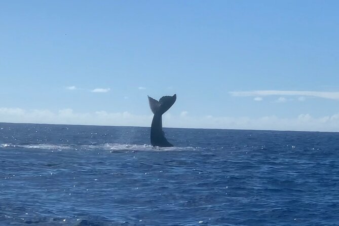Kona Coast Humpback Whale-Watching Cruise  - Big Island of Hawaii - Customer Experiences