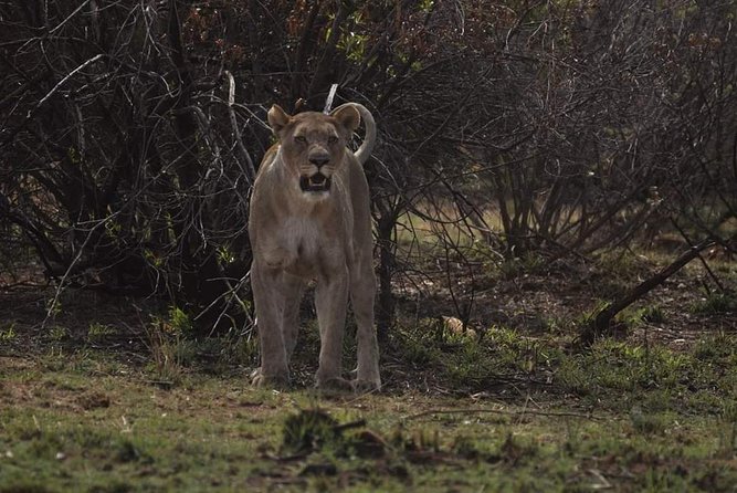 Kruger Lion Expedition With the Little Lionman Steve Kelly - Conservation Efforts Discussion