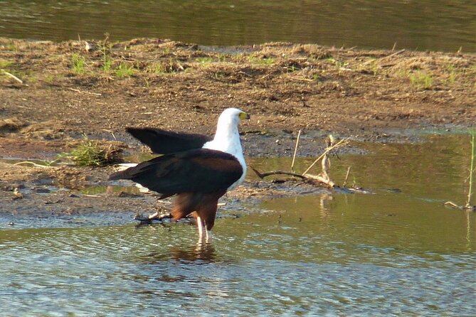 Kruger National Park Morning Game Drive From Hazyview - Last Words