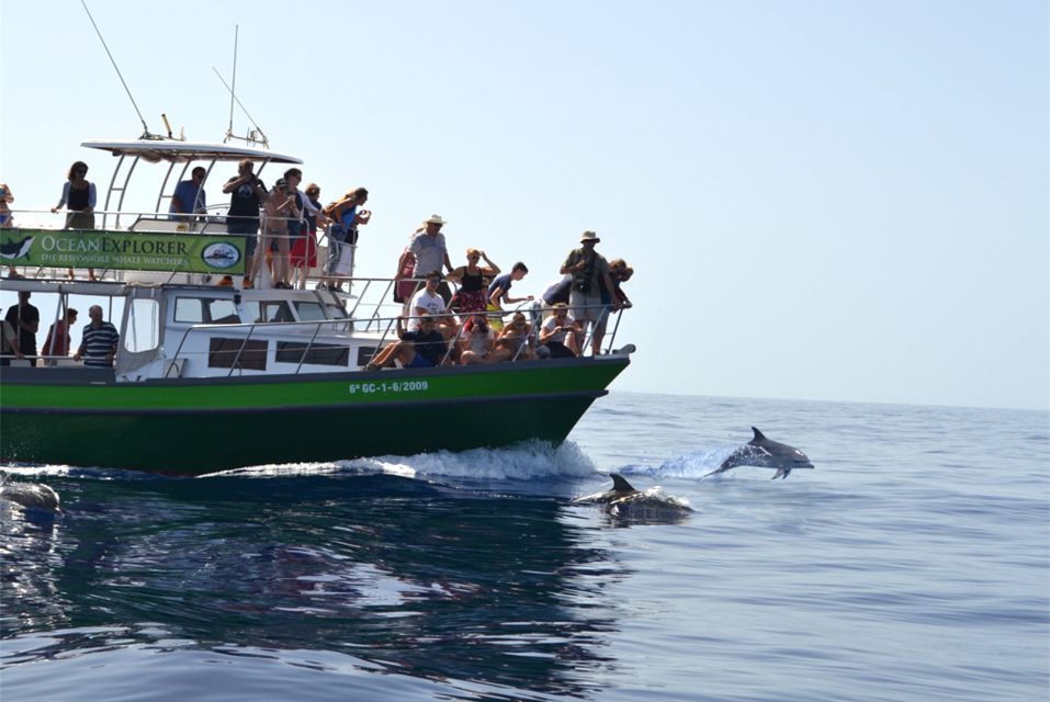 La Palma: 3-Hour Dolphin and Whale Watching Experience - Last Words