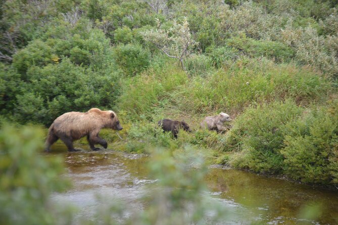 Late Summer Bear Viewing in Katmai National Park - Last Words