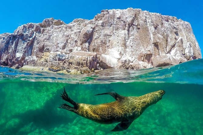 Los Cabos Sea of Cortez Sightseeing Cruise and Snorkeling Tour  - Cabo San Lucas - Last Words