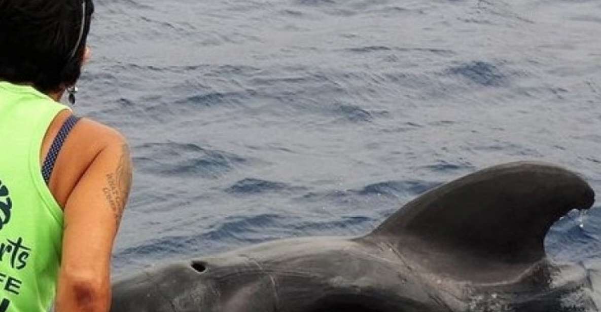 Los Cristianos: No-Chase Whale and Dolphin Cruise - Last Words