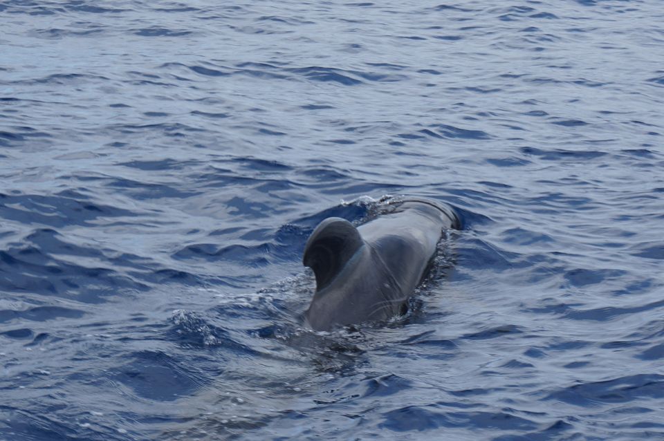 Los Cristianos: Whale-Watching Sailboat Tour and Soft Drinks - Crews Multilingual Skills and Entertainment