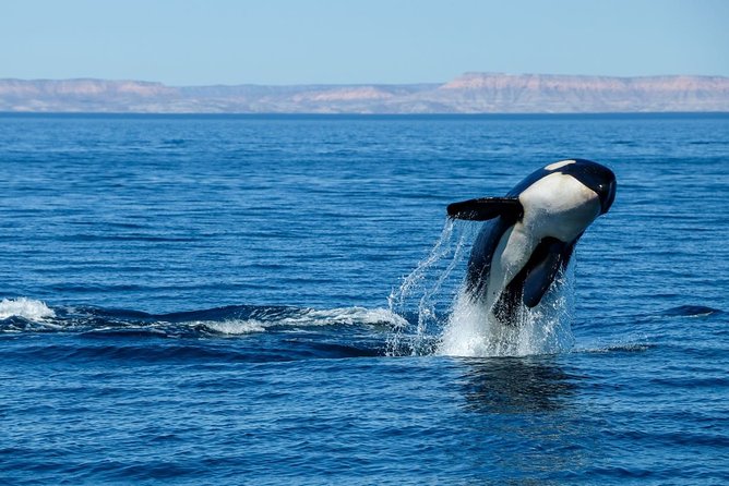 Luxury Catamaran Whale Watching Cabo San Lucas - Last Words