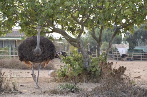 Mallorca: Artestruz - Ostrich Farm Ticket Entrance - Last Words