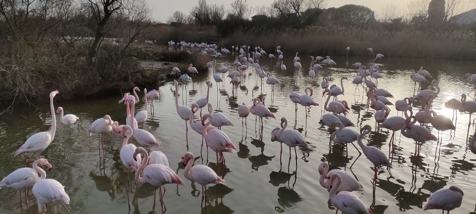 Marseille: The Camargue 8-Hour Guided Outing - Last Words