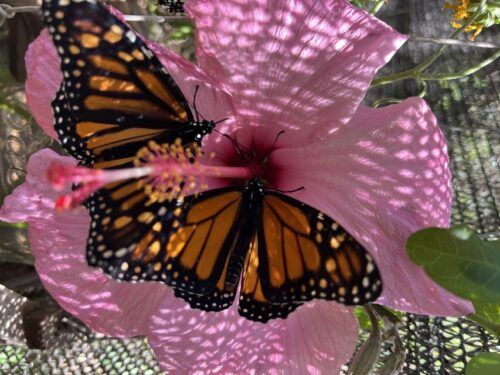 Maui: Interactive Butterfly Farm Entrance Ticket - Additional Tips for Visitors