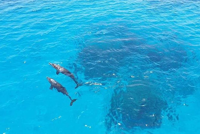 Meet the Dolphins in Snorkeling Tour - Common questions