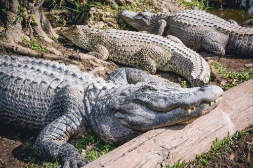 Miami: Everglades Safari Park Airboat Tour and Park Entrance - Common questions