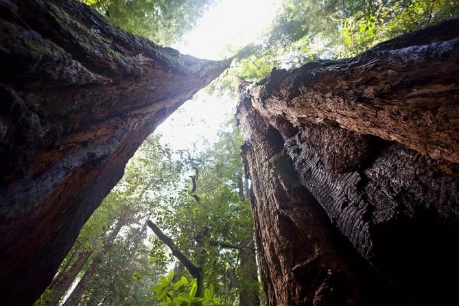 Mix & Save: Muir Woods and Sausalito Escape From the Rock Cruise - Additional Information