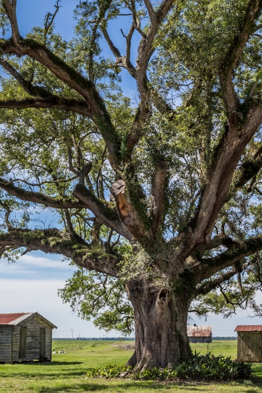 New Orleans: Felicity Plantation Guided Tour - Tour Inclusions