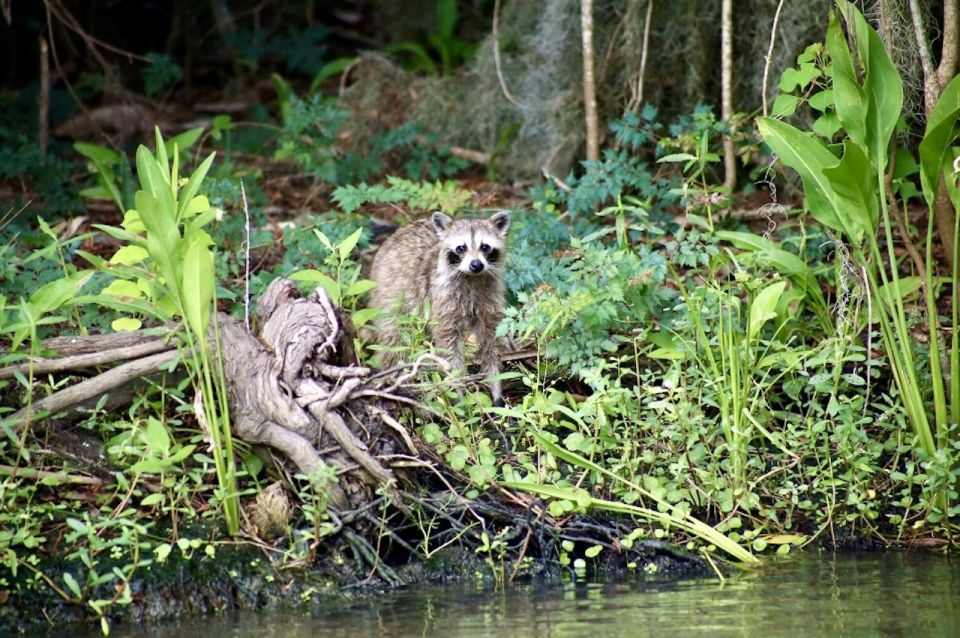 New Orleans: Swamp Tour on Covered Pontoon Boat - Tour Safety