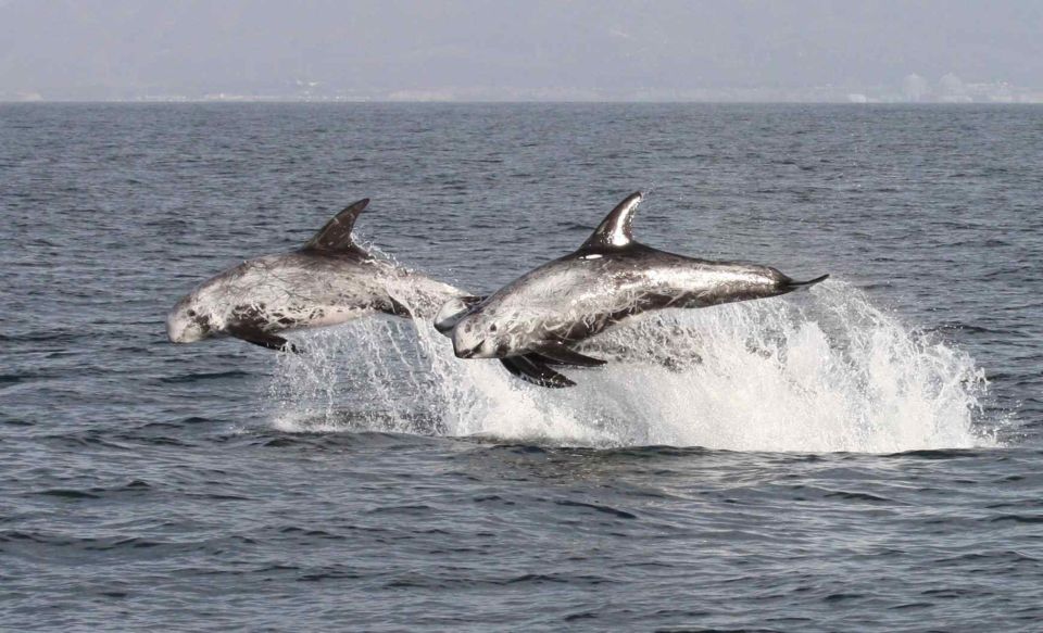 Newport Beach: Year-Round Whale Watching Cruise - Last Words