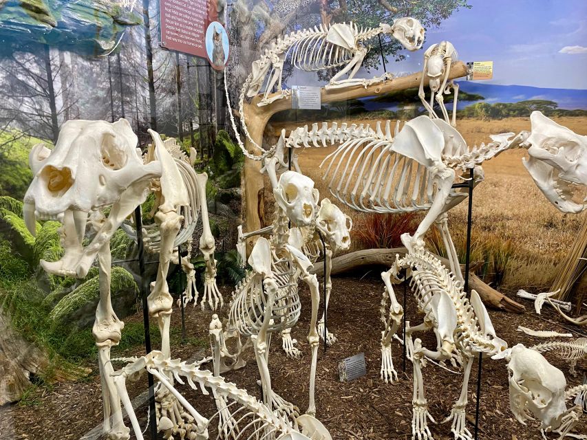 Oklahoma City: SKELETONS: Museum of Osteology Ticket - Walk Through Skeleton Exhibits