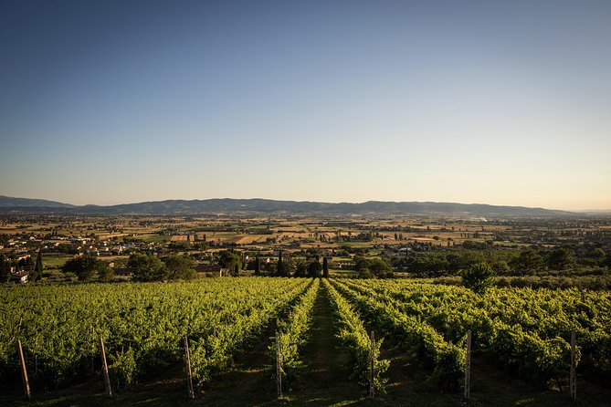 Organic Winery Tour With Full Lunch From Assisi - Visual Highlights