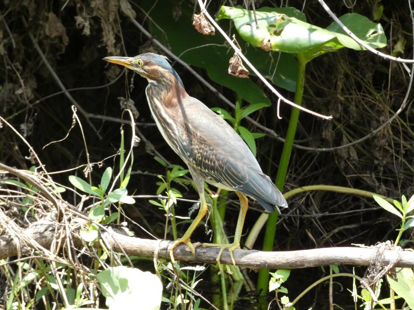 Orlando: Small Group Scenic Wekiva River Kayak Tour - Common questions