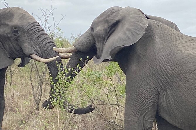 Overnight Kruger National Park Classic Camping Safari - Common questions