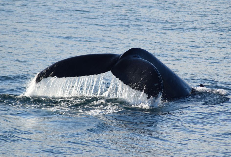 Philip Island: Dolphin and Whale Cruise - Directions and Suggestions