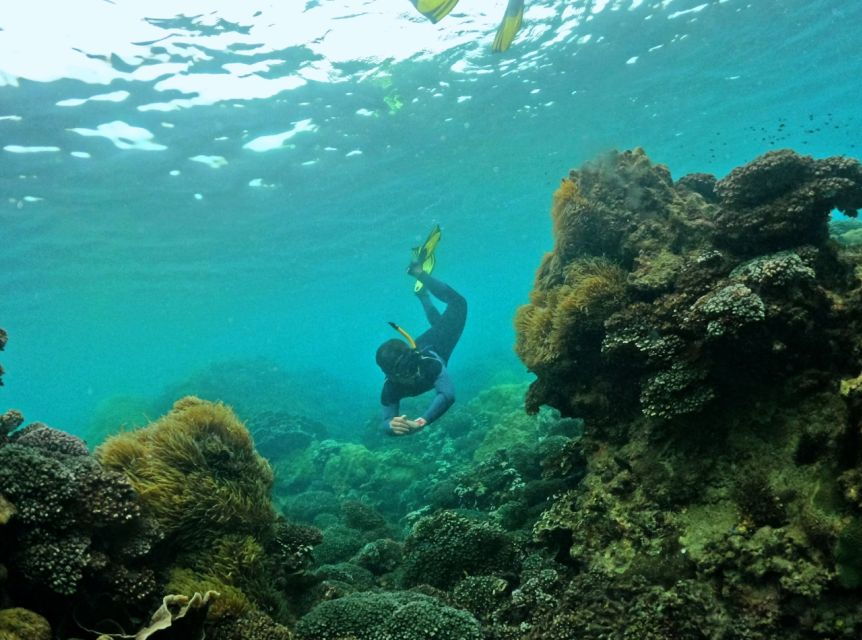 Phu Quoc Small-group Snorkeling to the Coral Jungle Reef