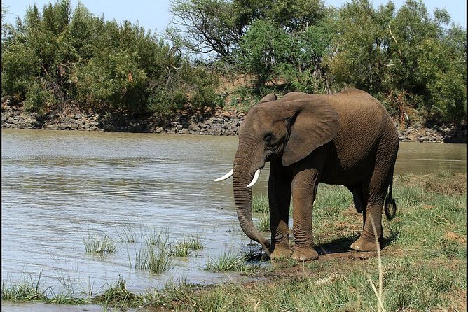 Pilanesberg Game Reserve 6 Hour Sunrise Safari From Johannesburg or Pretoria - Last Words