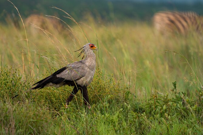 Pilanesberg National Park Private Full-Day Safari Tour  - Johannesburg - Last Words