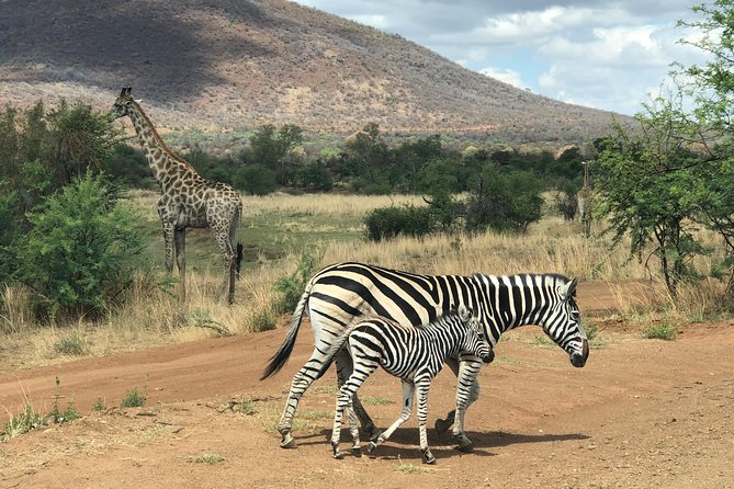 Pilanesberg National Park Safari in Open Vehicle From Johannesburg - Last Words