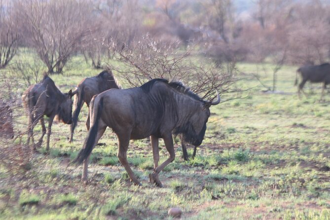 Pilanesberg Nature Reserve - Common questions