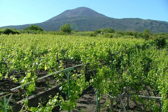 Pompeii and Wine Tasting Tour at the Slopes of the Mt Vesuvius - Common questions