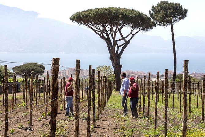Pompeii Ruins & Wine Tasting With Lunch on Vesuvius With Private Transfer - Common questions