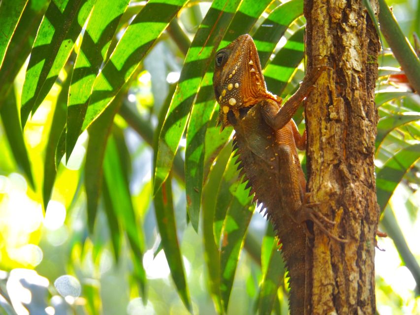 Port Douglas: Daintree Rainforest and Mossman Gorge Tour - Last Words