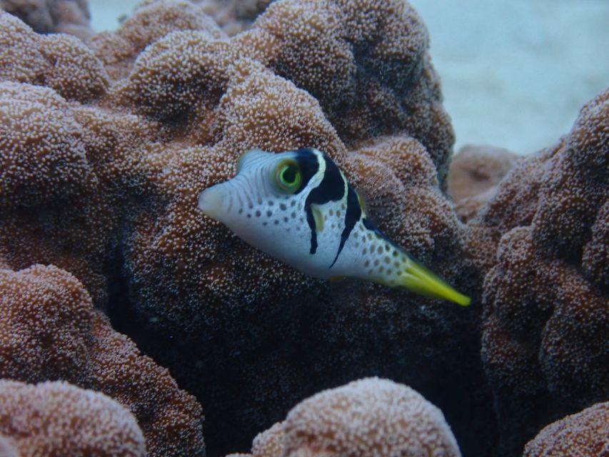 Port Douglas: Outer Great Barrier Reef Snorkeling Cruise - Tour Inclusions