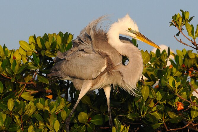 Private Everglades National Park Photography, Birding and Wildlife Safari - Booking Information
