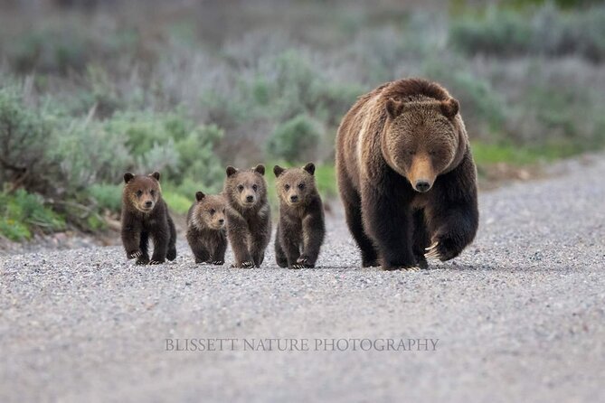 Private Full-Day Grand Teton National Park Tour With Picnic Lunch - Provider Information