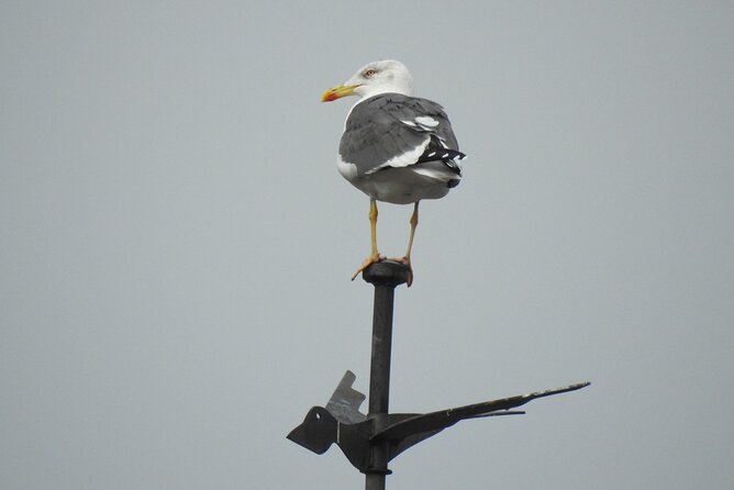 Private Half-Day Birding Tour in Madrid Rio - Weather and Refund Policy